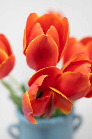 A close-up of vibrant flowers arranged in a modern vase.