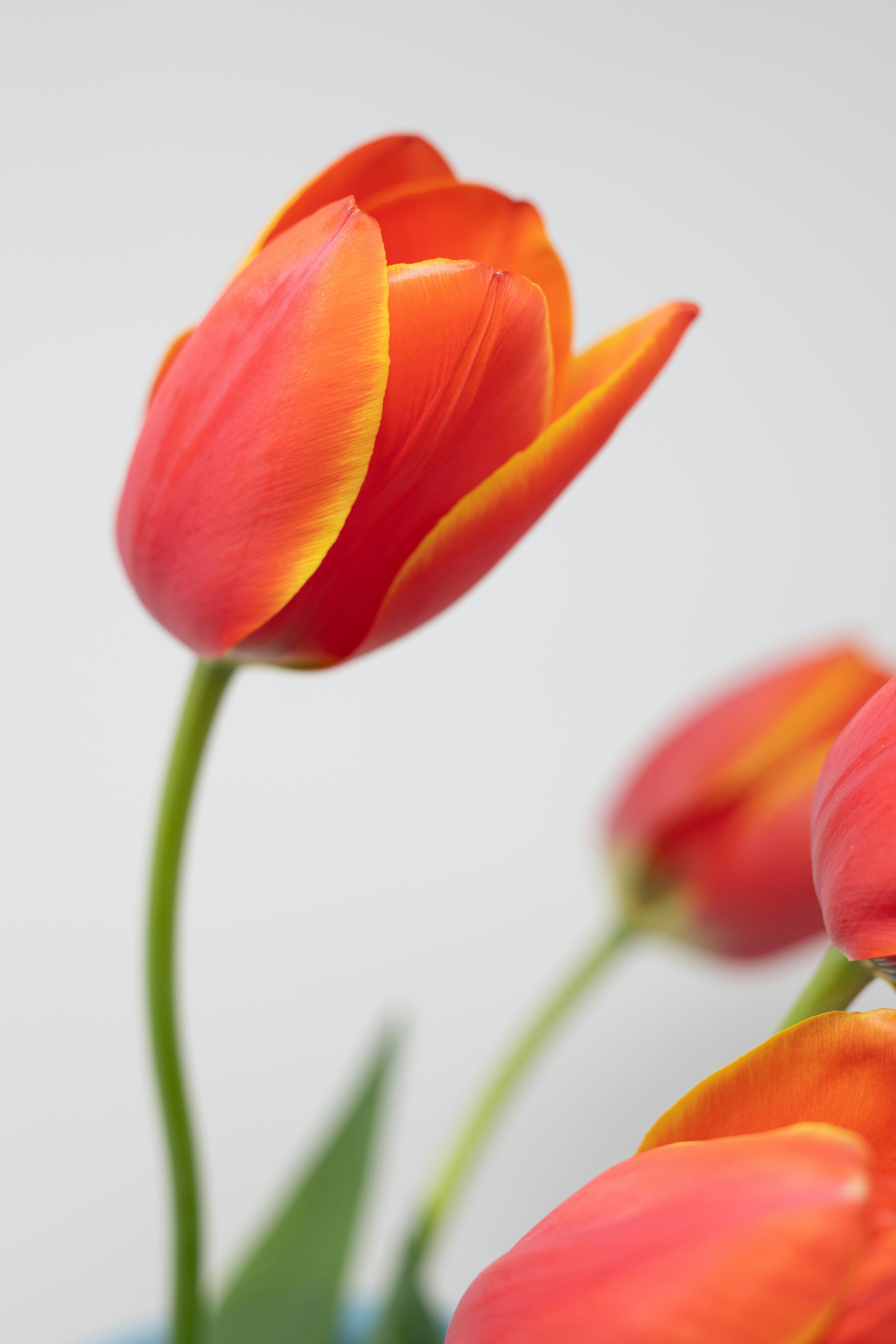 Photo by lauraadaiphoto