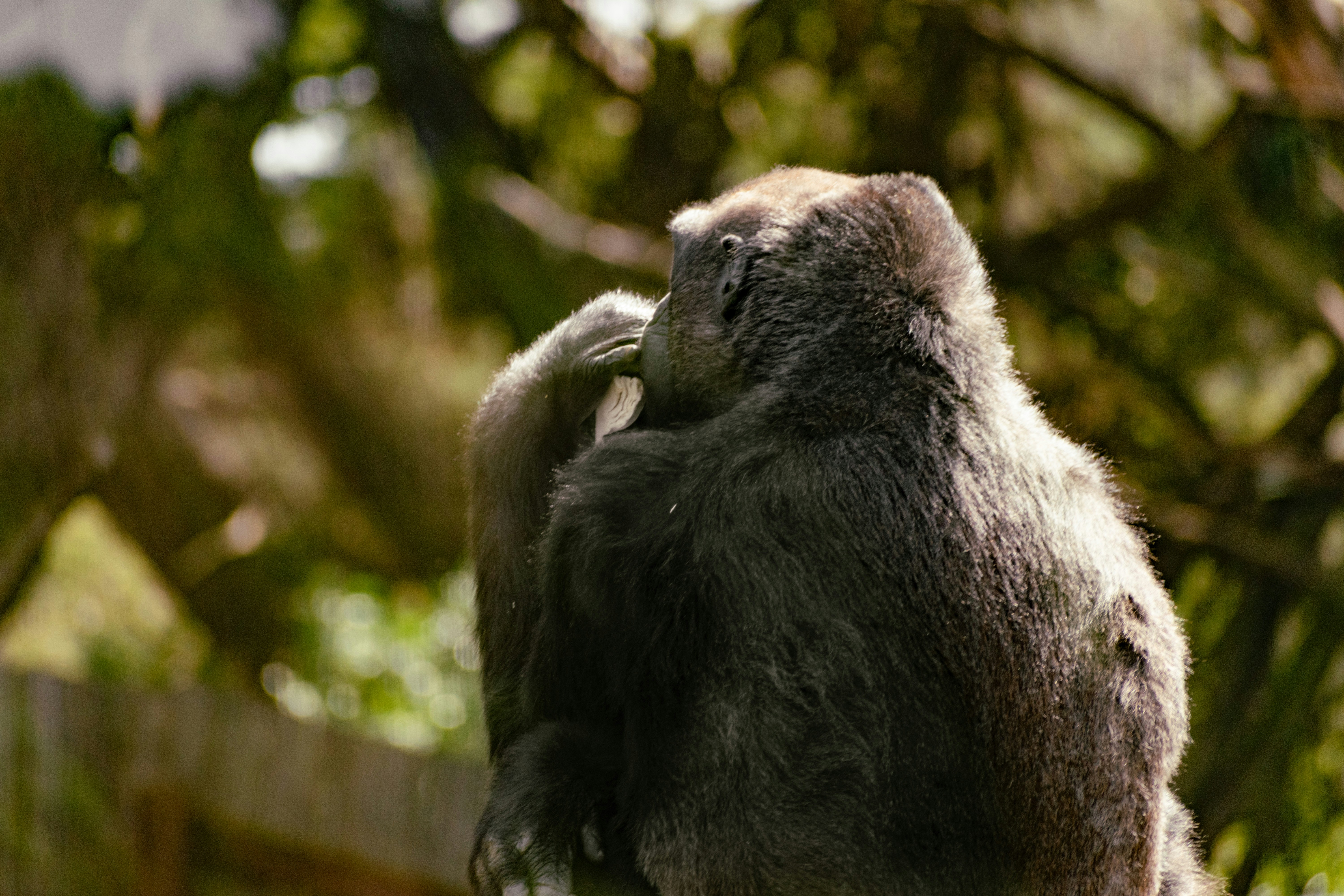 Nahaufnahme eines Affen auf einem Ast