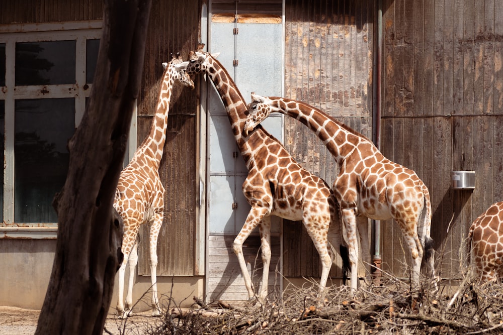 eine Gruppe Giraffen, die nebeneinander stehen