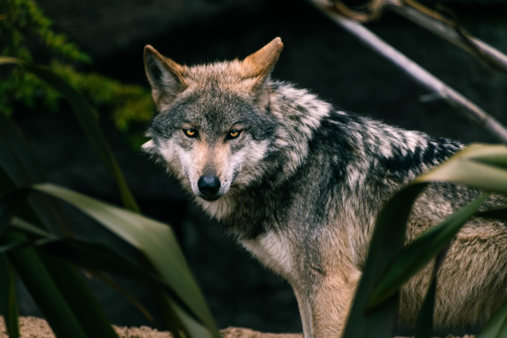 a lone wolf standing in the middle of a forest