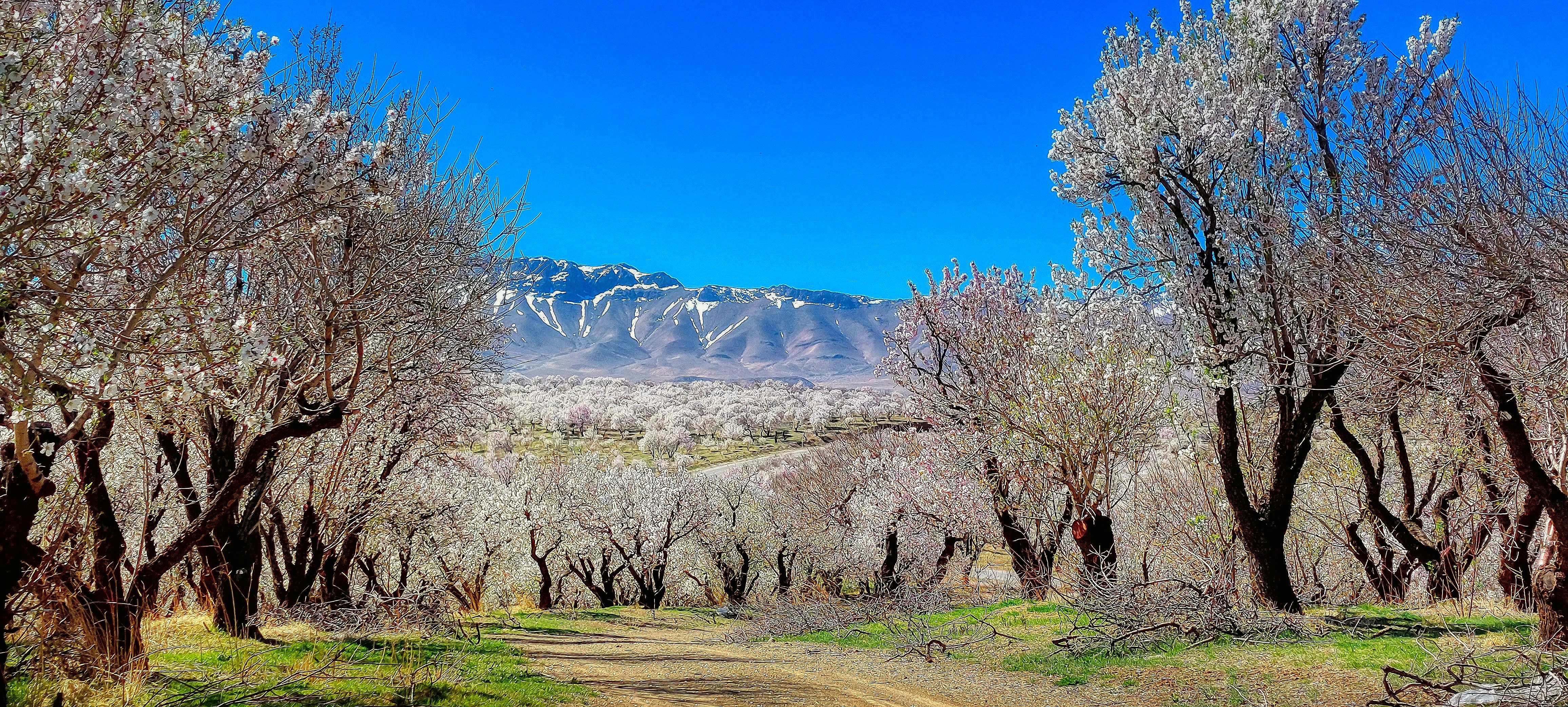 The Orchard at University Place