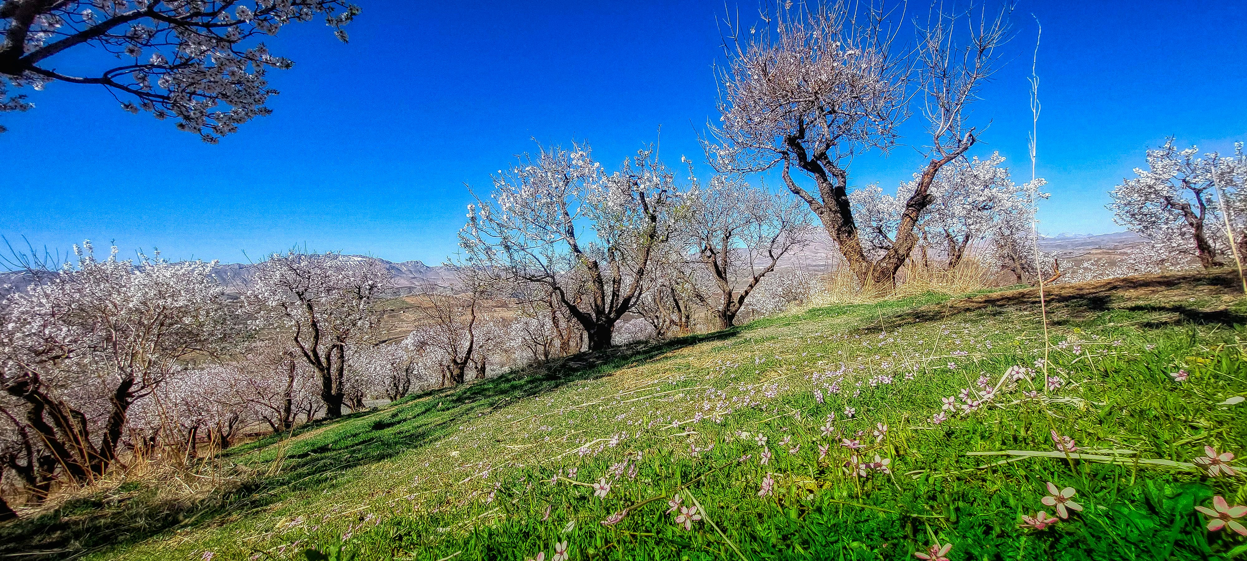 Photo by aliarjmandi