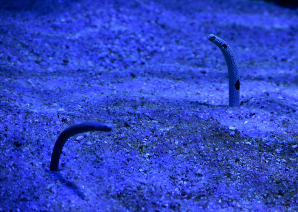 Un serpente nero in un'area illuminata di blu