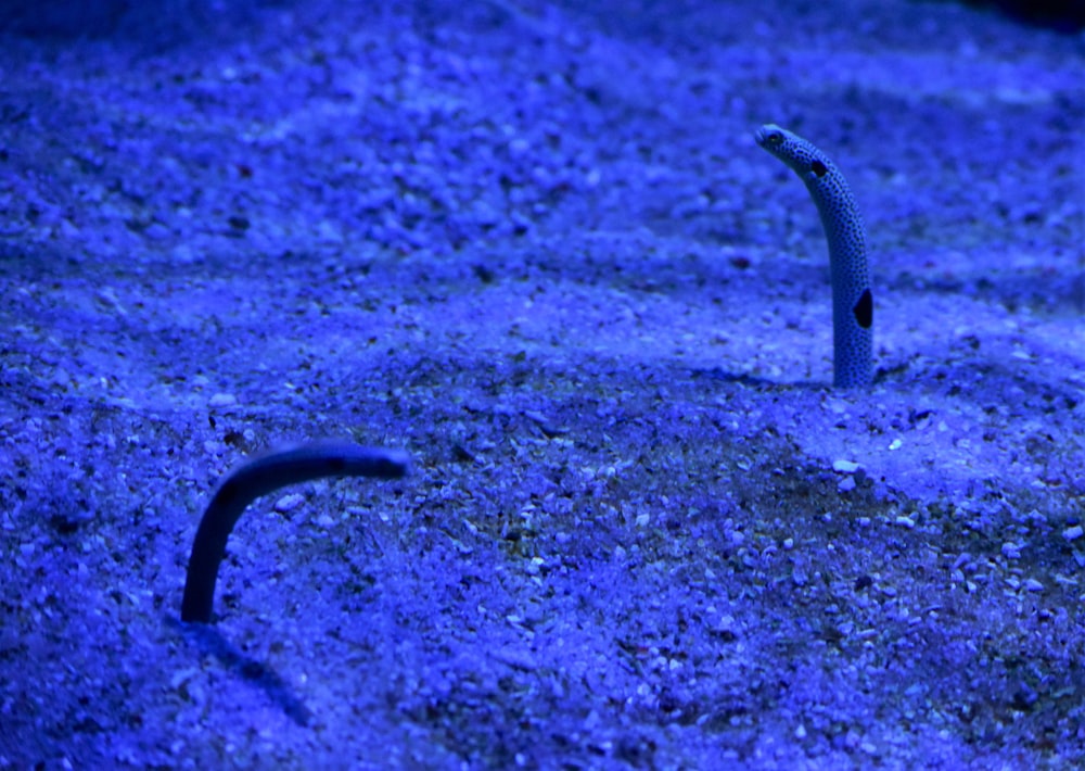 a black snake in a blue lit area