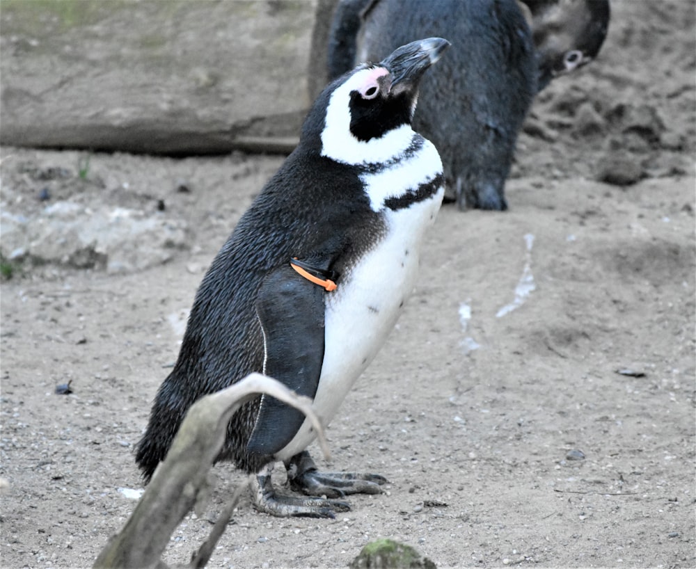 a penguin with its mouth open standing next to another penguin