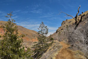 A rugged hiking trail winding through a dense pine forest under a bright blue sky.