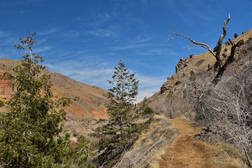Sultan hiking along a rugged mountain trail surrounded by towering pine trees under a bright blue sky.
