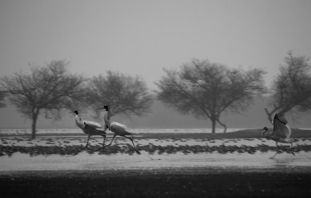 a group of birds walking across a snow covered field