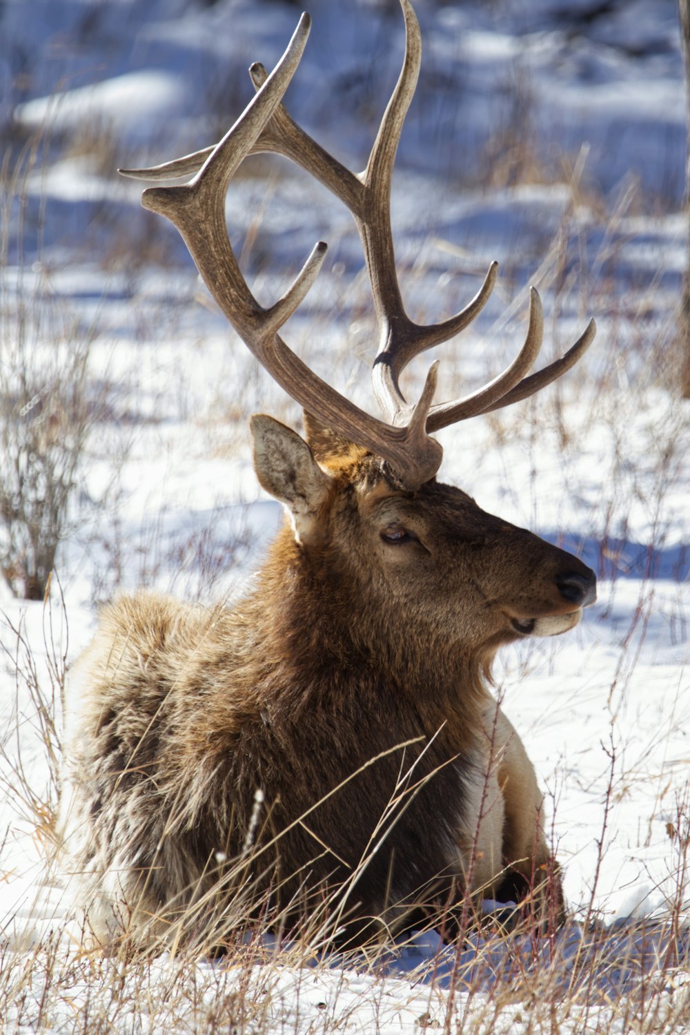 a deer laying in the snow with antlers on its head
