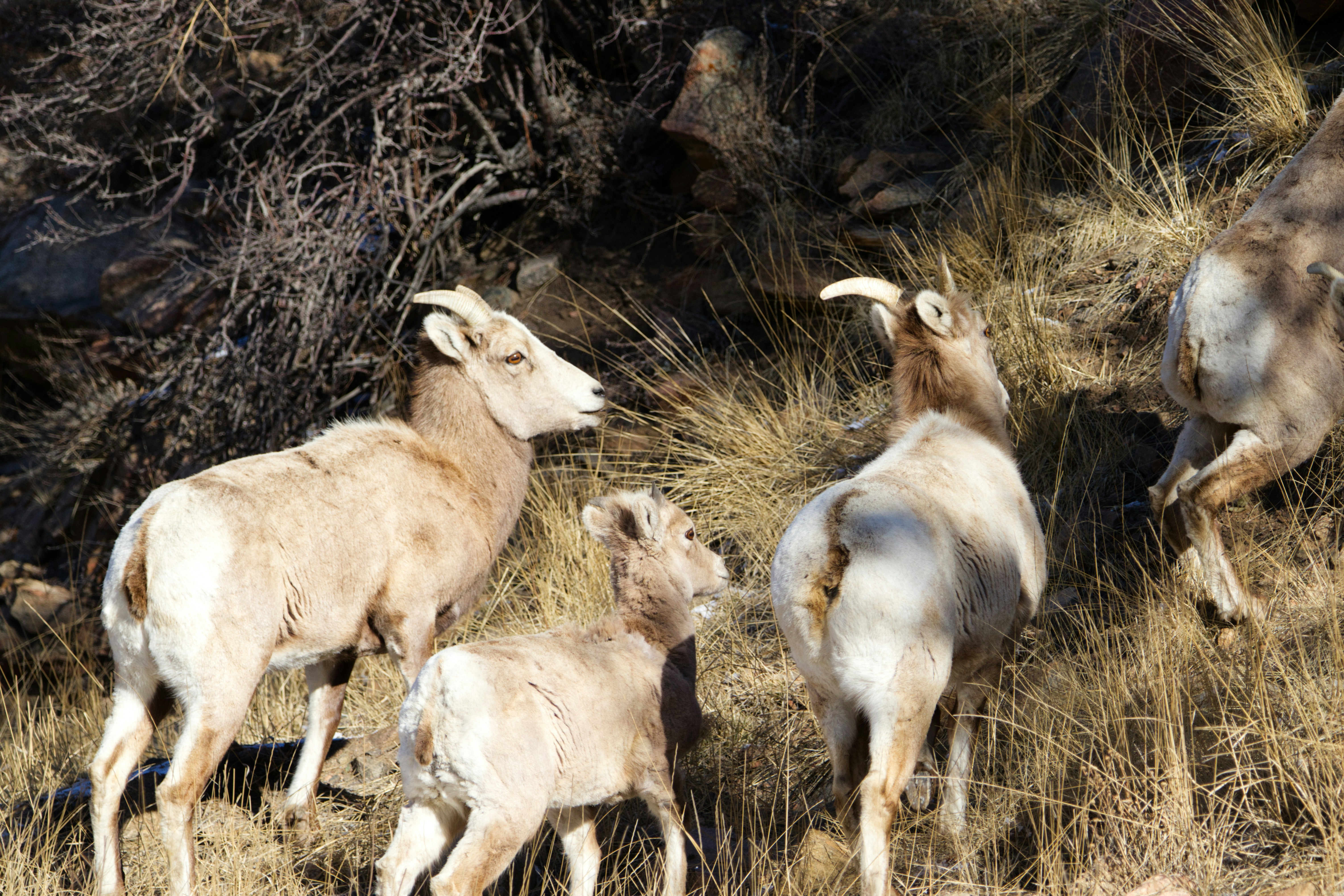 Southwest Colorado Wildlife