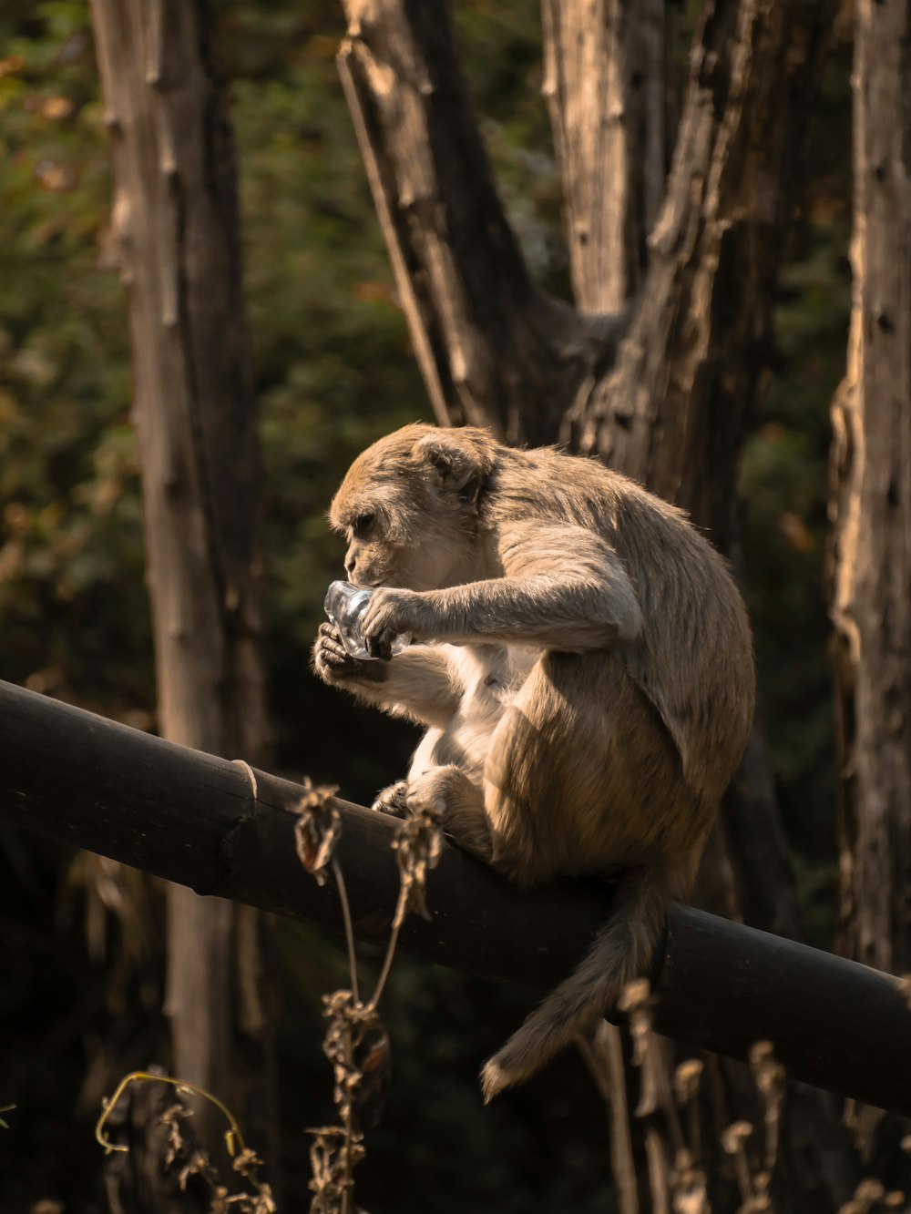 Un singe assis au sommet d’un poteau en bois