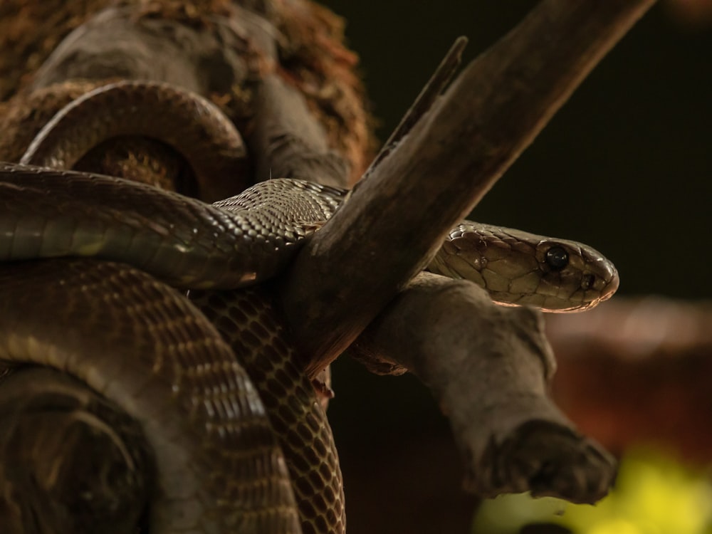 a close up of a snake on a branch