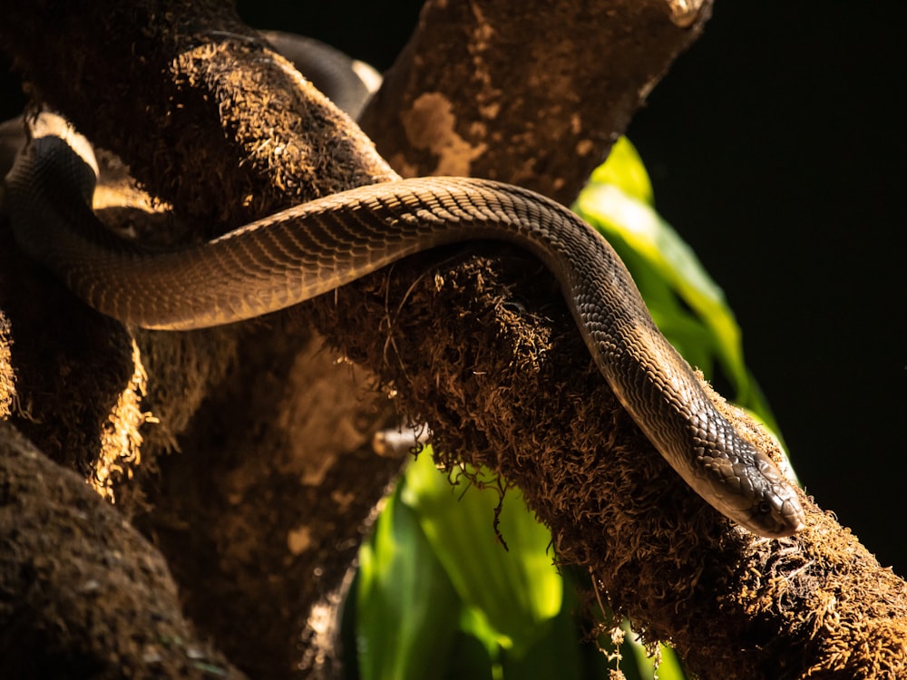 a snake is curled up on a tree branch