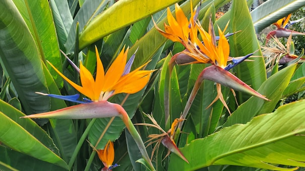 Bright orange and blue Strelitzia augusta flowers blooming against lush green foliage.