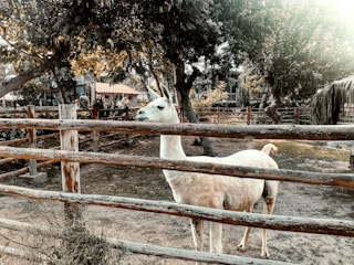 A llama stands inside a wooden fenced enclosure with trees providing shade overhead. The ground is a mix of dirt and sparse grass, with sunlight filtering through the leaves, creating a serene and natural setting.