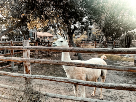 A llama stands inside a wooden fenced enclosure with trees providing shade overhead. The ground is a mix of dirt and sparse grass, with sunlight filtering through the leaves, creating a serene and natural setting.