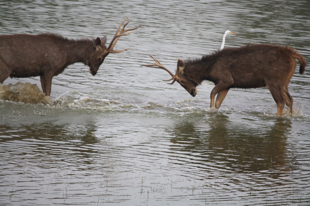 two animals are playing in a body of water