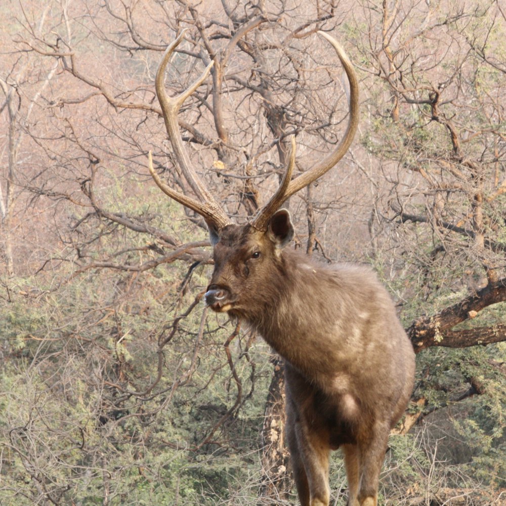 a deer standing in the middle of a forest