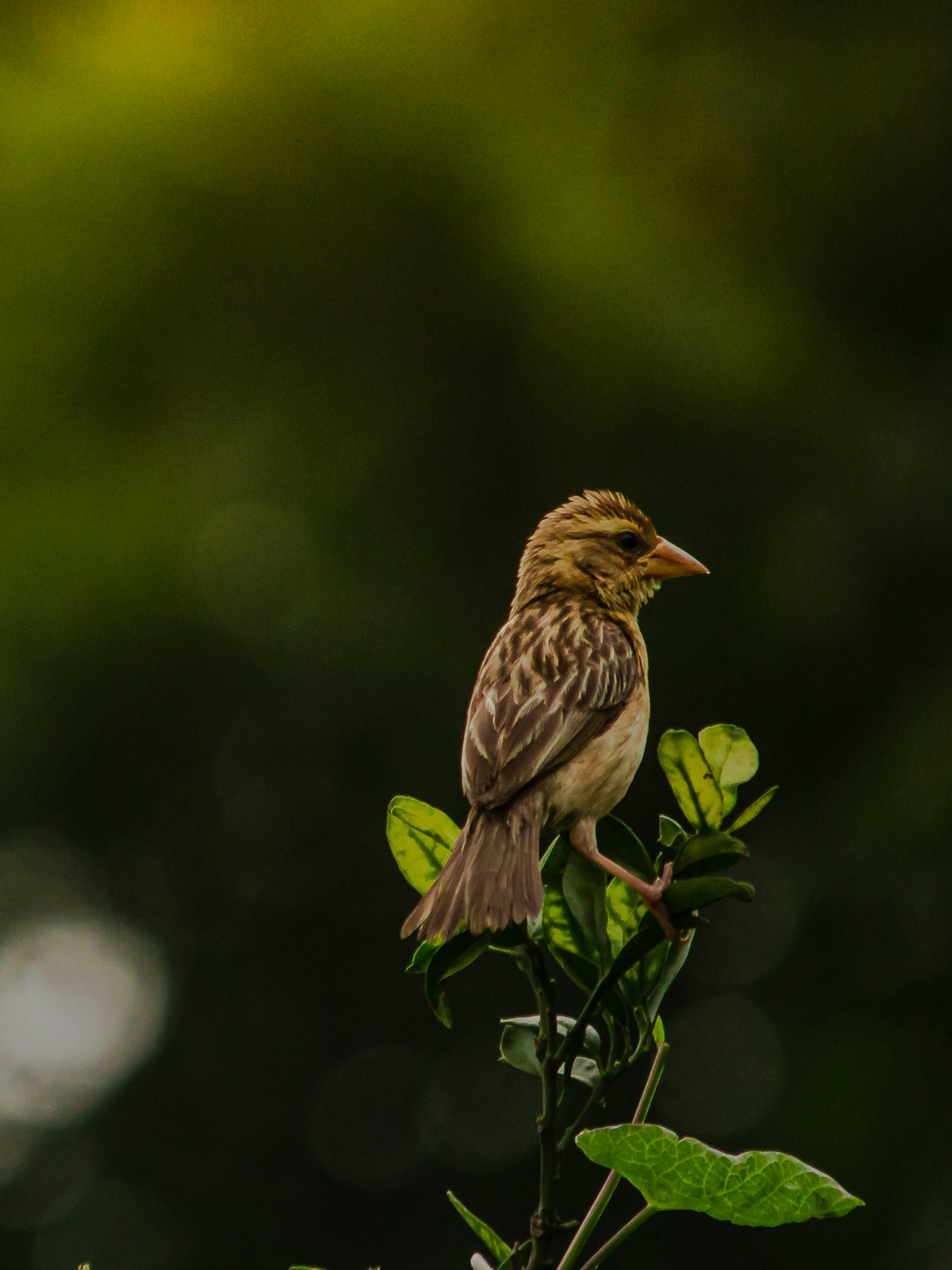Photo by harshit_suryawanshi