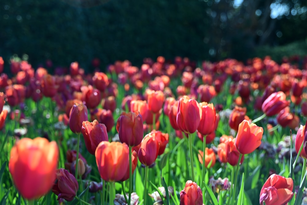 a field full of red and pink flowers