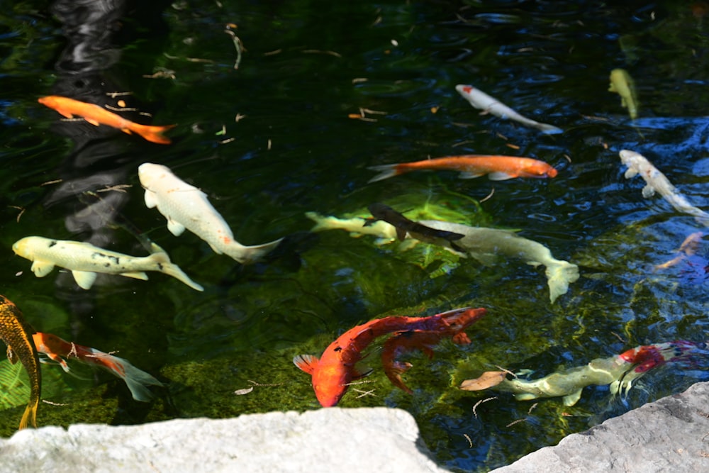 a group of fish swimming in a pond