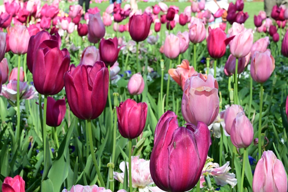 a field full of pink and white flowers