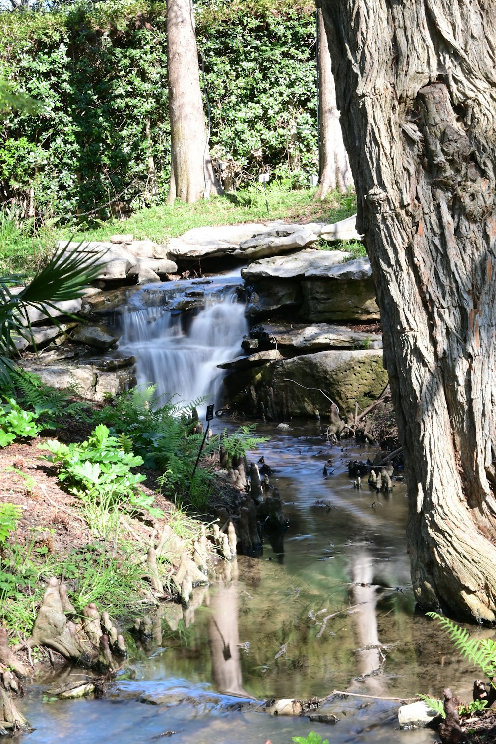 a stream running through a lush green forest