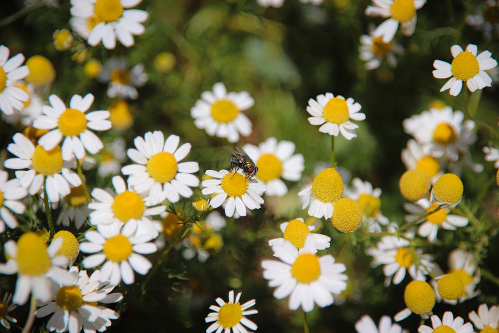a bee is sitting on a flower in a field of daisies