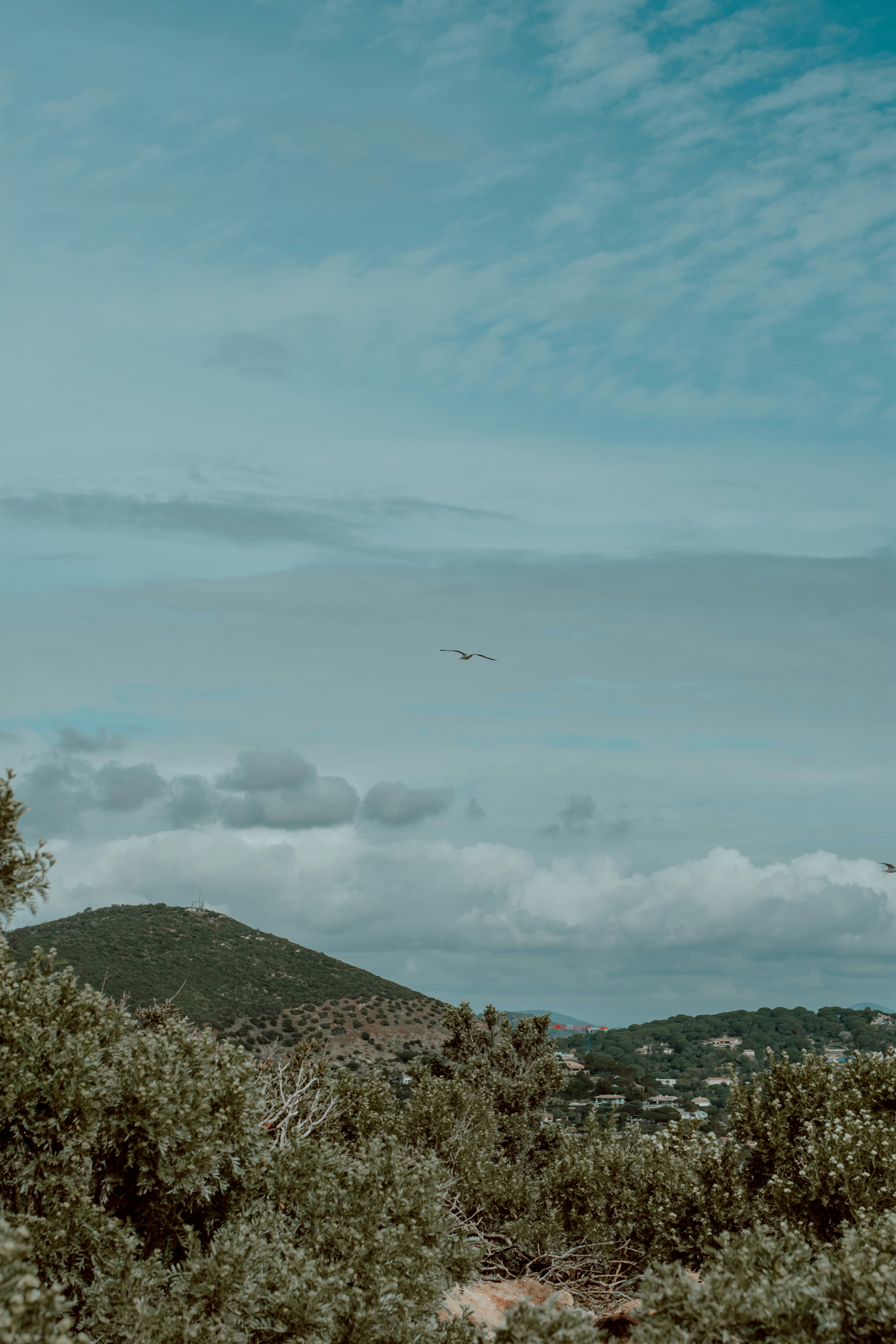 Ein Flugzeug fliegt über einen saftig grünen Hügel