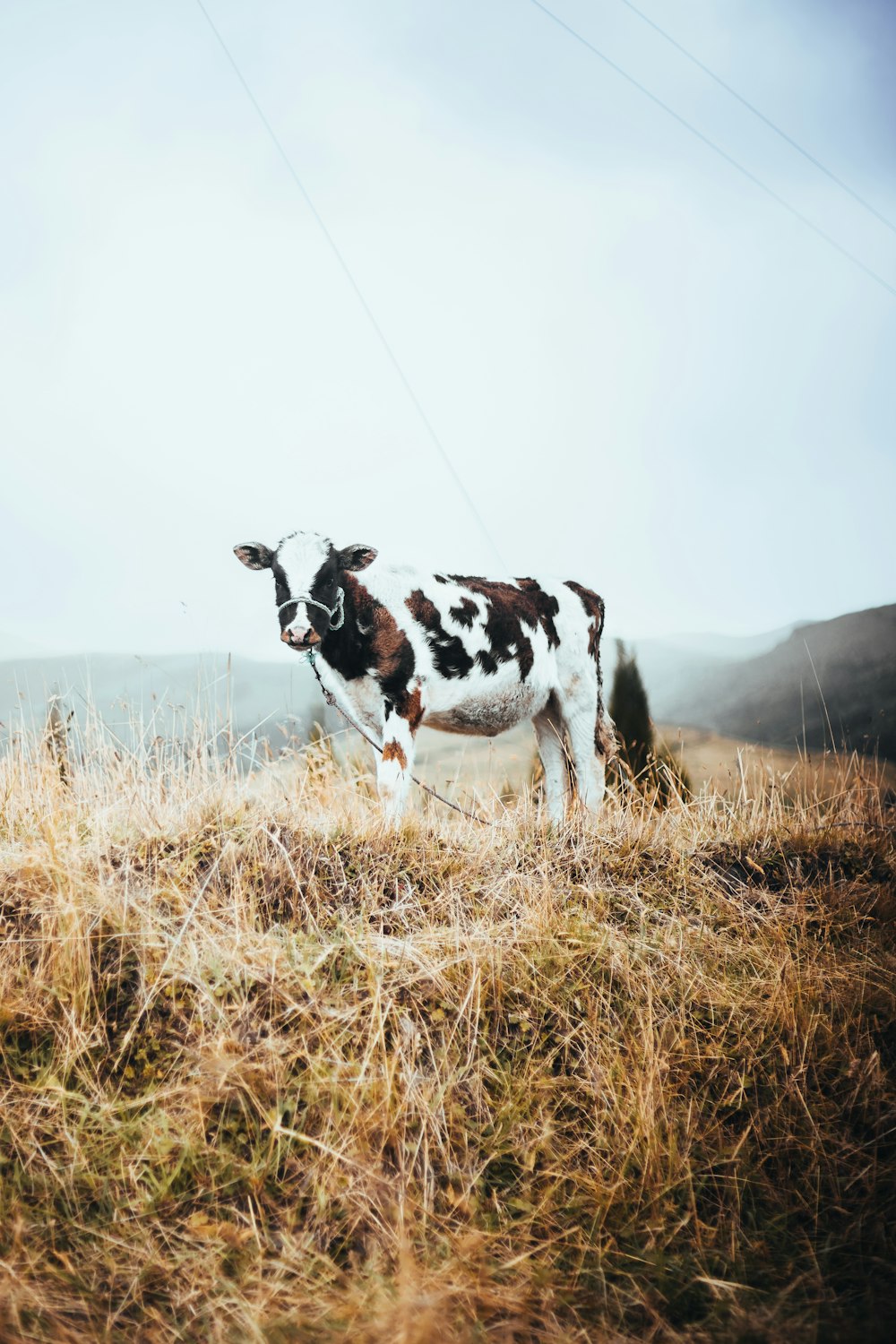 a brown and white cow standing on top of a dry grass field