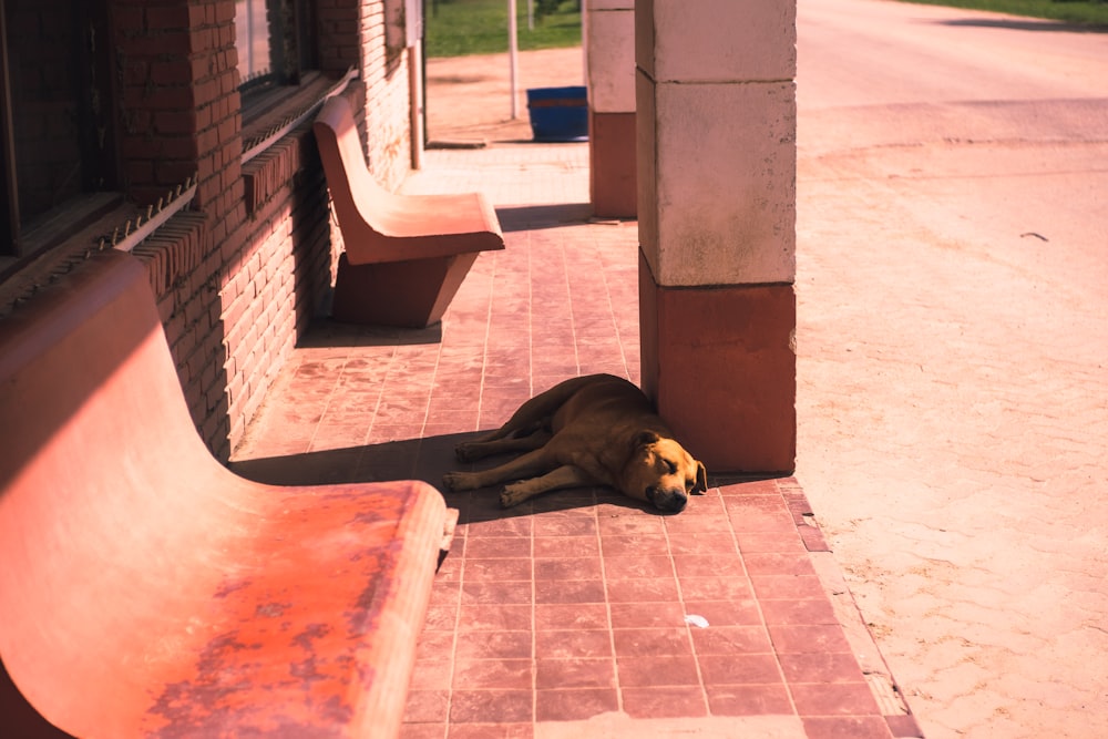 a dog that is laying down on a sidewalk