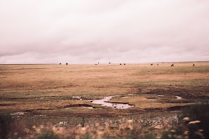 Wide shot of the open farm landscape with cattle roaming freely, framed by earthy tones of the natural environment
