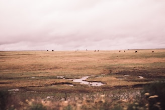 Wide shot of the open farm landscape with cattle roaming freely, framed by earthy tones of the natural environment