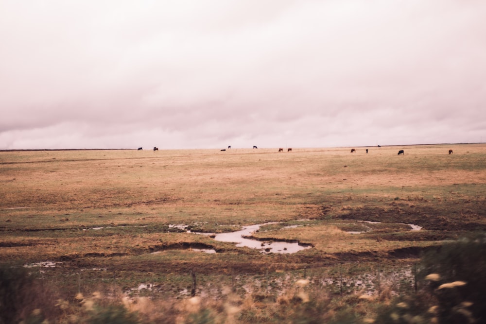 a herd of cattle grazing on a dry grass field