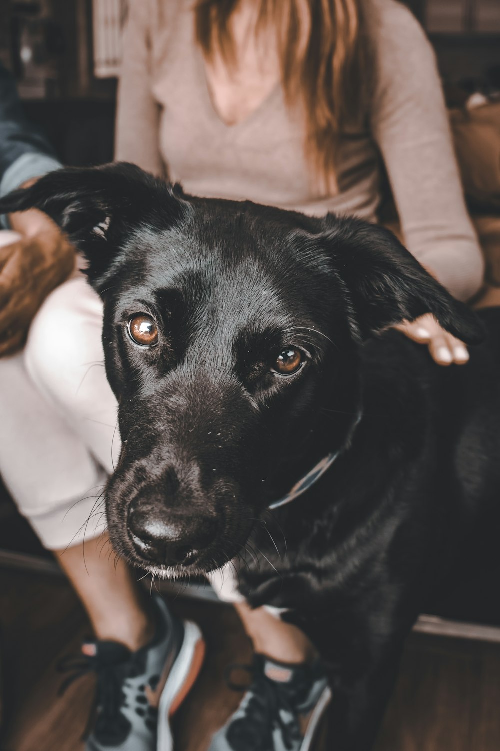 a black dog sitting on top of a wooden floor