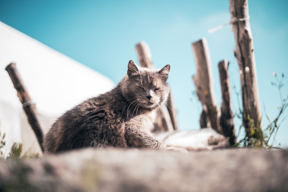 a cat sitting on top of a rock near a fence