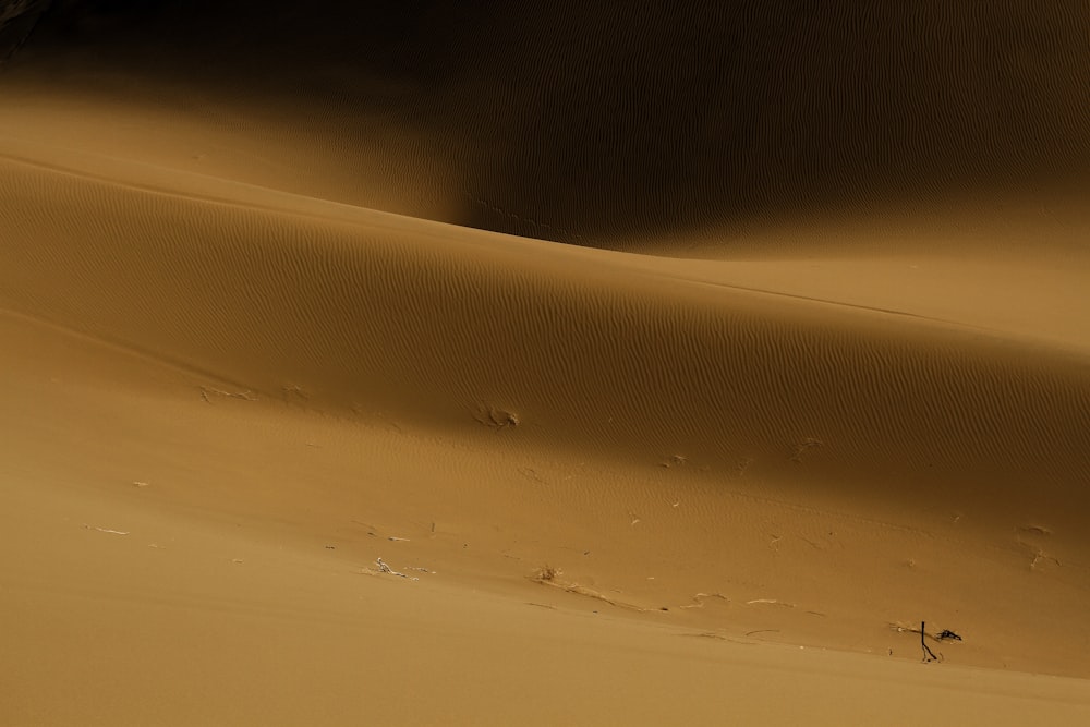 a lone bird standing in the middle of a desert