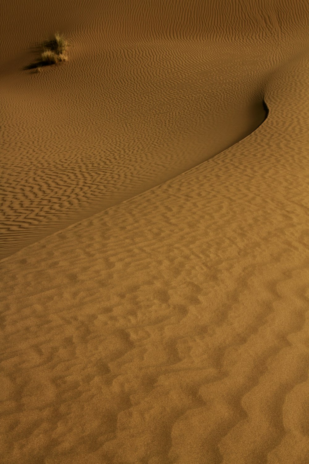 a lone tree in the middle of a desert