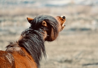A brown horse with a dark mane is seen in profile against a blurred natural background. The horse's mane is flowing and its ears are perked up, indicating alertness. The background consists of muted, earthy tones giving an impression of a rural or pastoral setting.