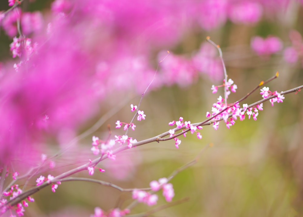 um close up de um galho com flores cor-de-rosa