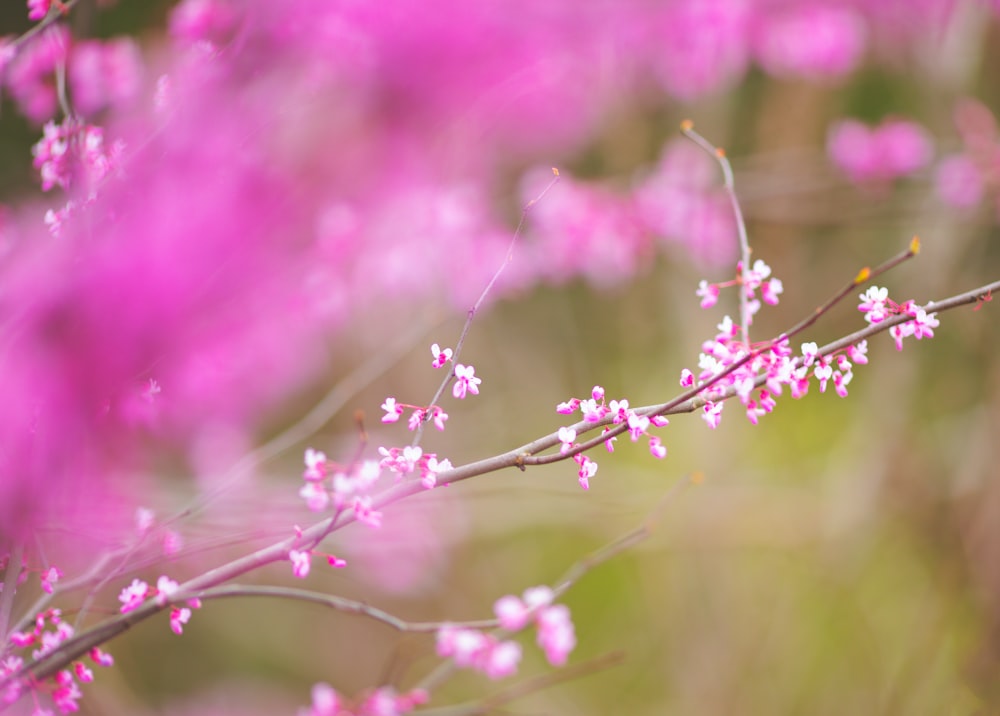 a close up of a branch with pink flowers