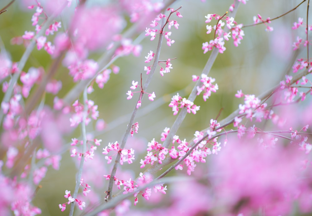 a close up of pink flowers on a tree