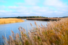 a body of water surrounded by tall grass
