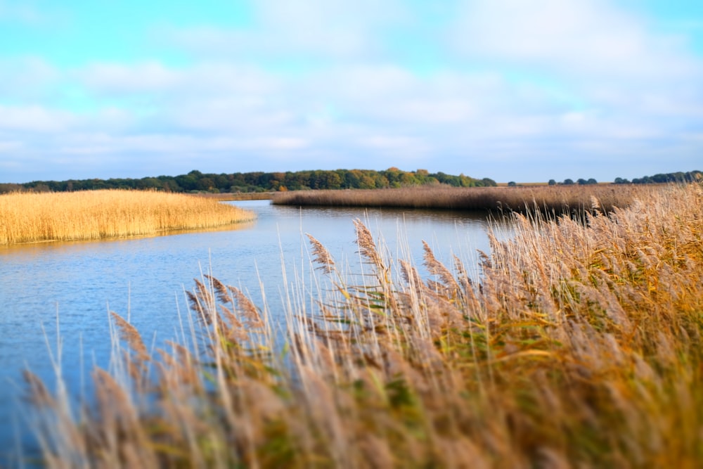 a body of water surrounded by tall grass