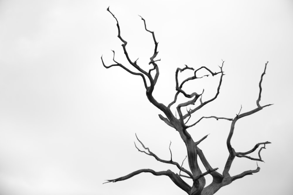 a black and white photo of a tree without leaves