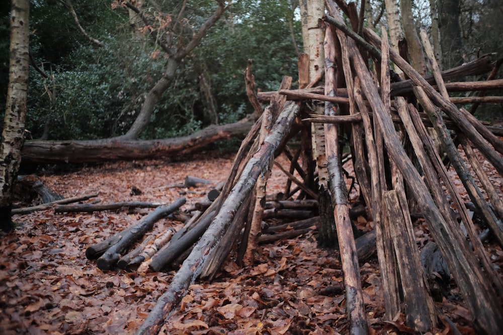 a pile of sticks sitting in the middle of a forest