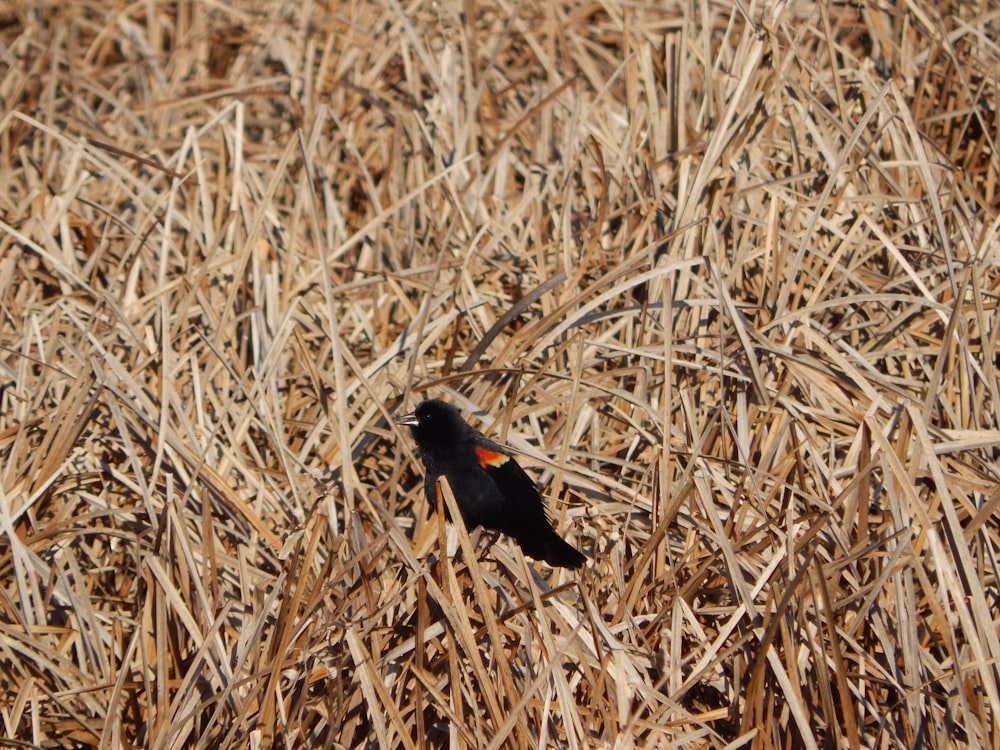 a small black bird sitting on top of a dry grass field