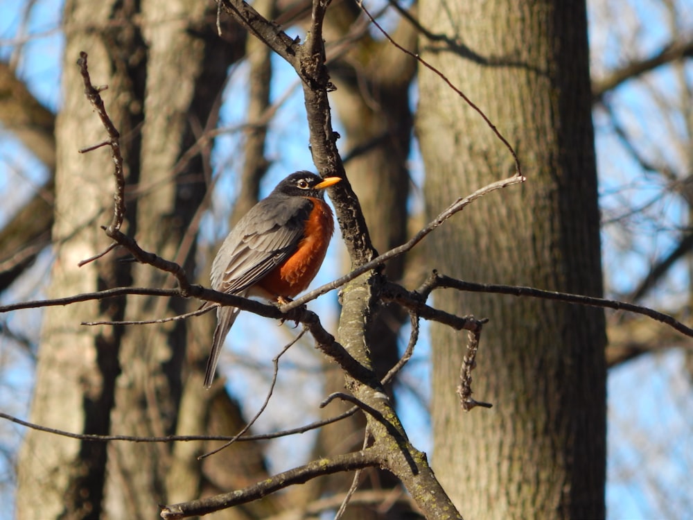 un uccello seduto su un ramo di un albero