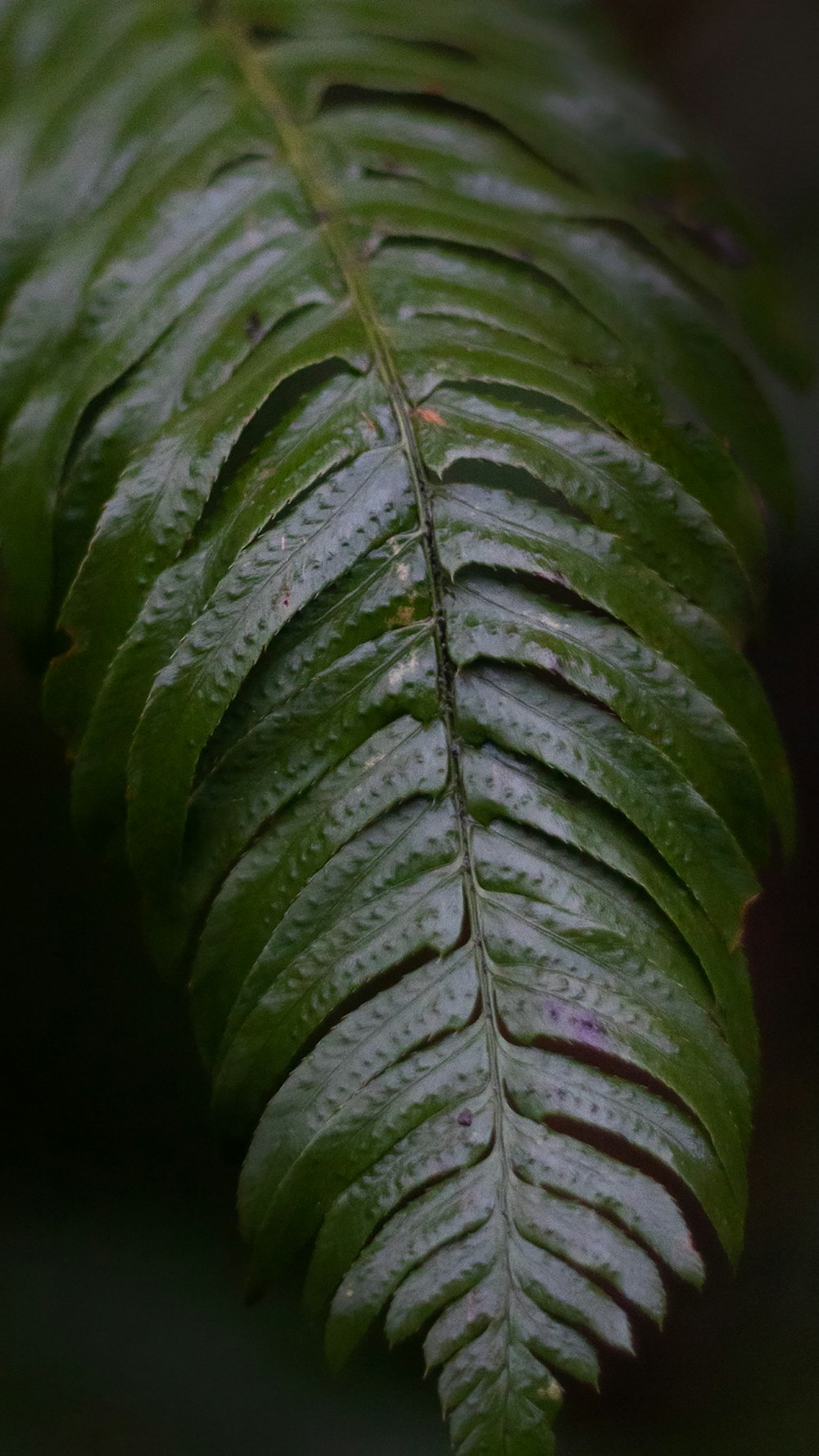 a close up of a green leaf with drops of water on it